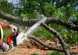 Best Tree Mulching Services  in Chelsea, MA