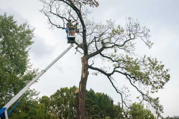 Mulching Services in Chelsea, MA