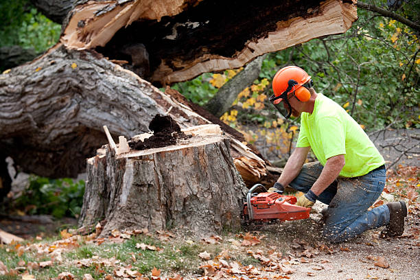 Best Storm Damage Tree Cleanup  in Chelsea, MA